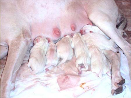 chiots 2 jours